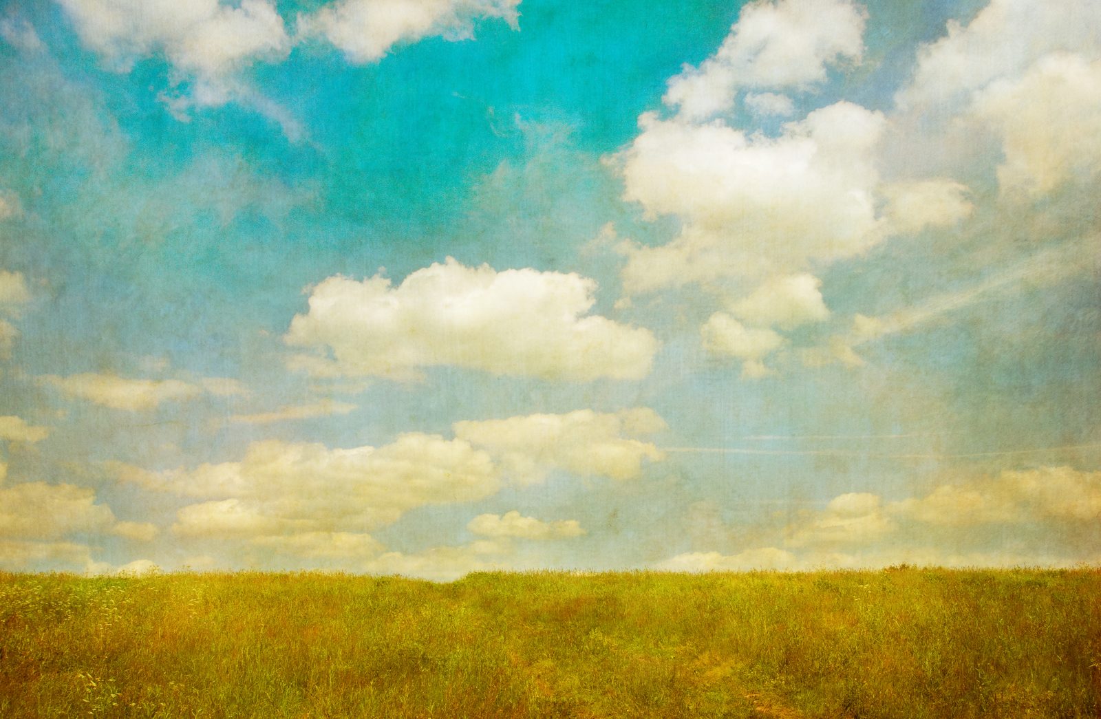 Evening Field